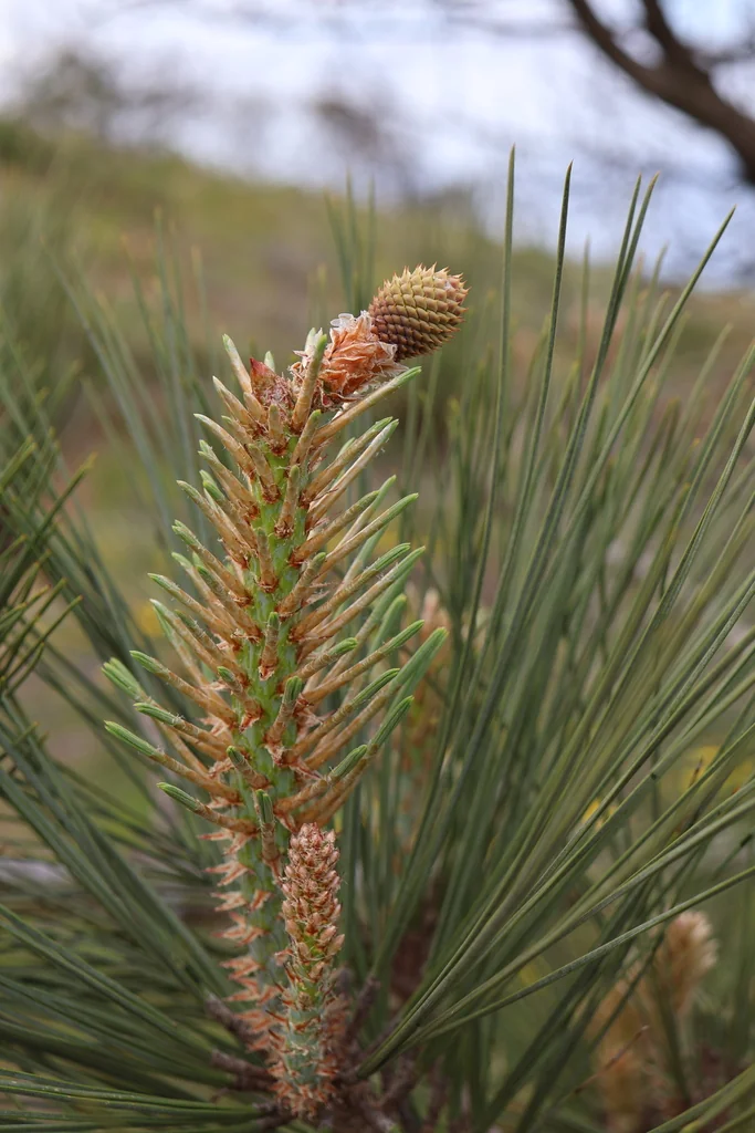 Pinus Torreyana