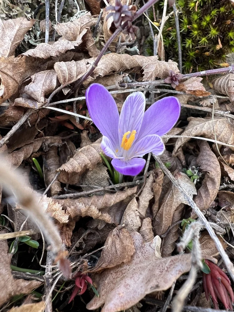 Crocus Vernus