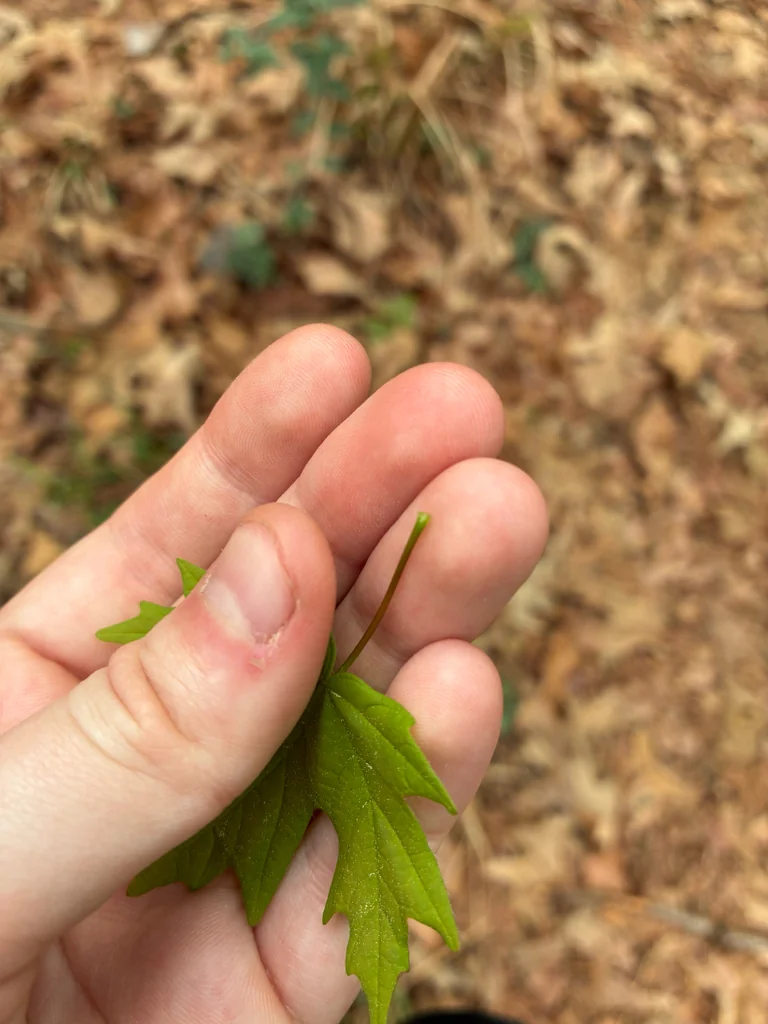 Acer Floridanum