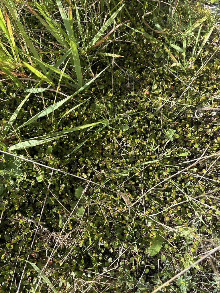 Muehlenbeckia axillaris