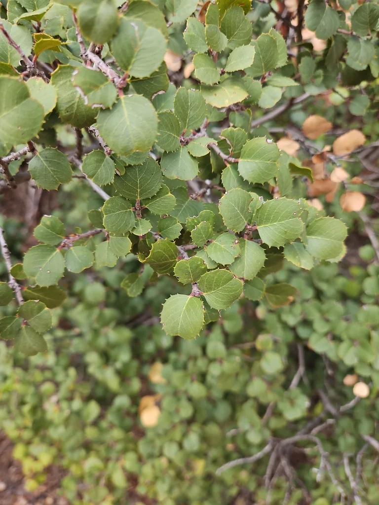 Rhamnus Ilicifolia