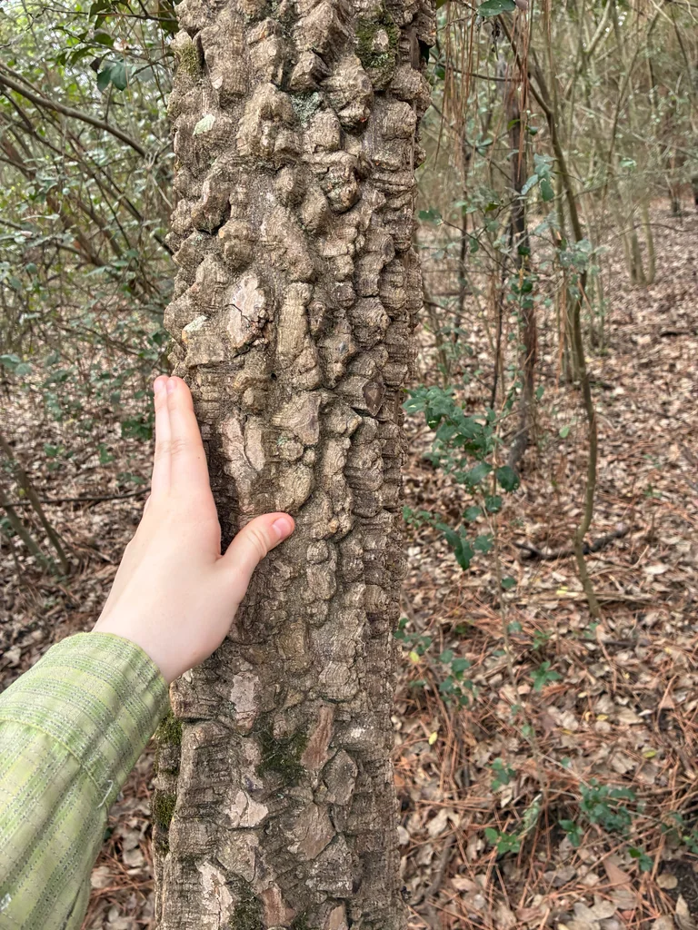 Zanthoxylum Clava-Herculis