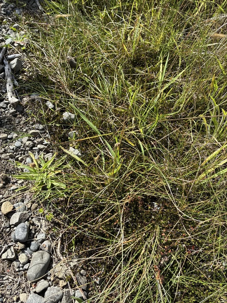 Muehlenbeckia axillaris