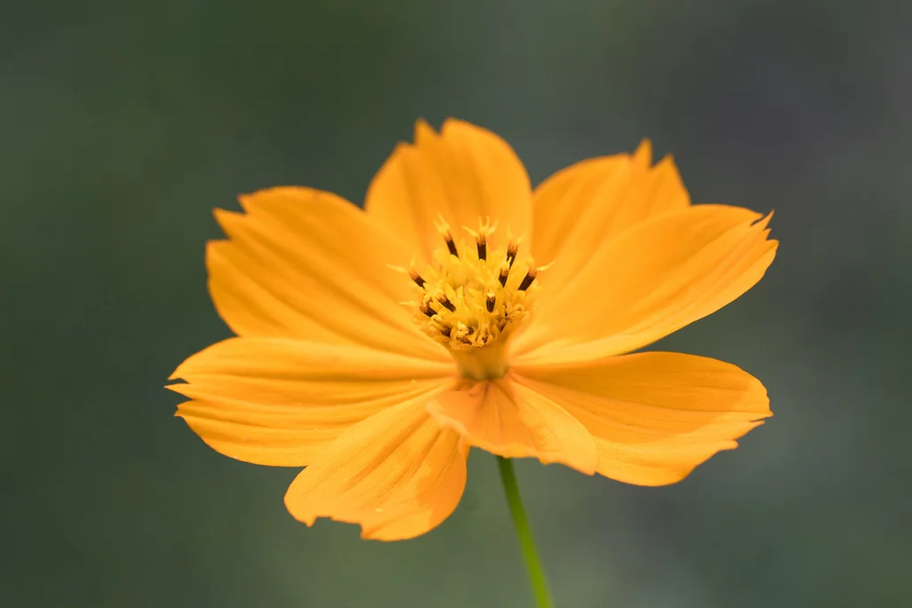 Cosmos Sulphureus