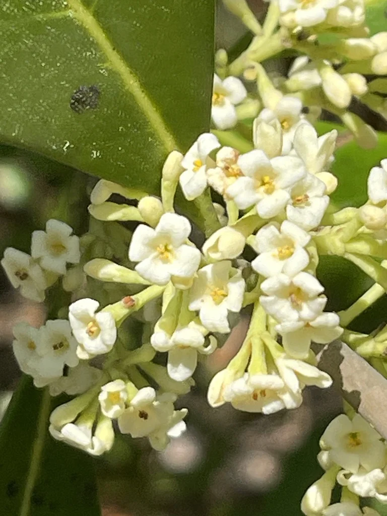 Osmanthus Americanus