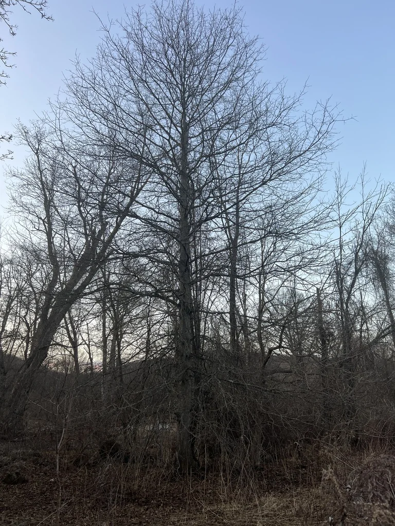 Quercus Palustris