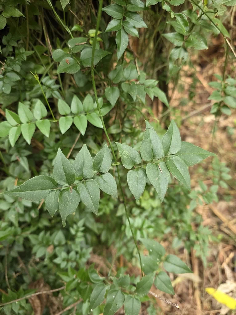 Jasminum Polyanthum