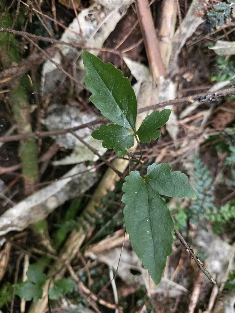 Clematis Paniculata
