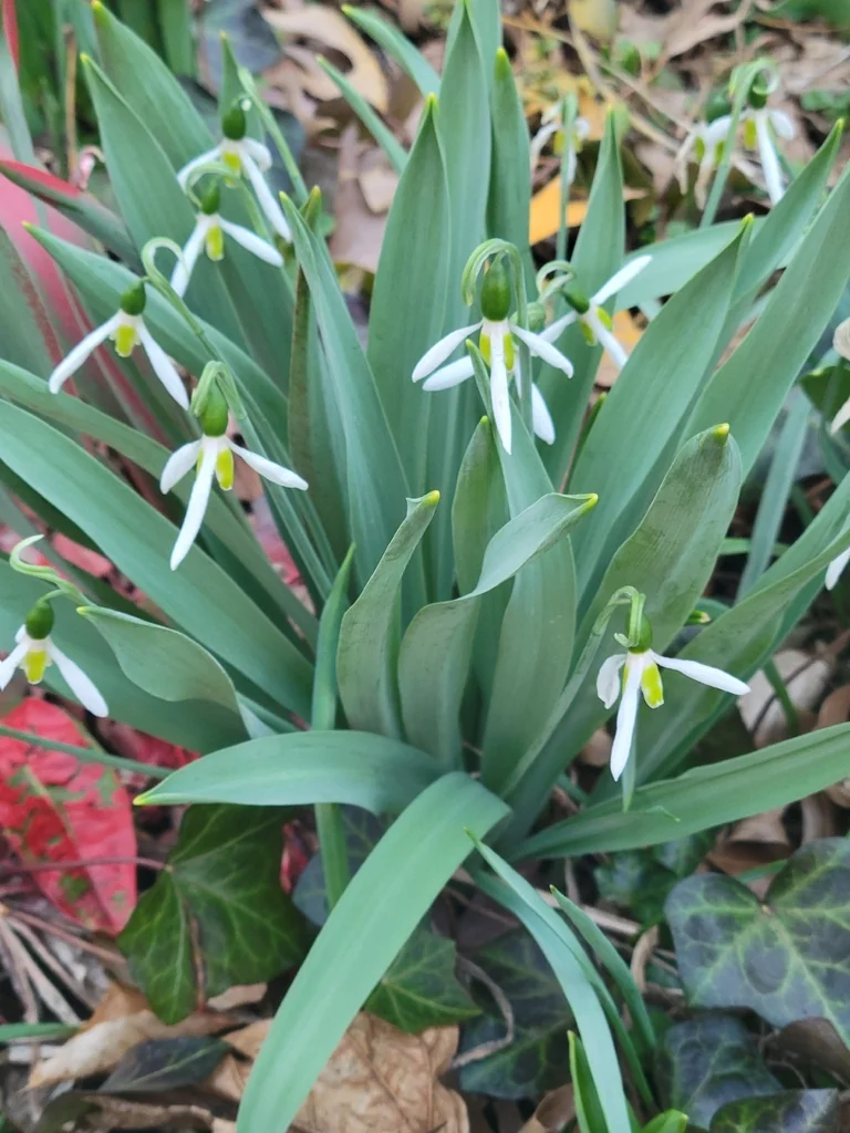 Galanthus Elwesii