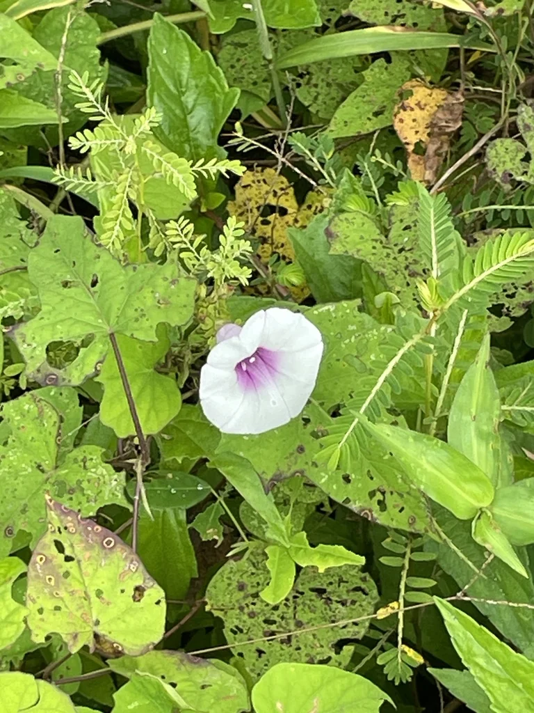 Ipomoea batatas