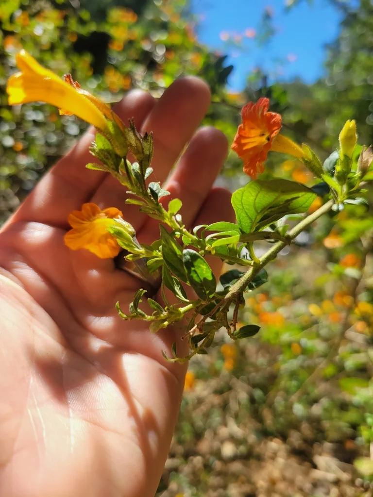 Streptosolen Jamesonii