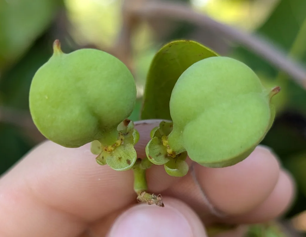 Cupaniopsis Anacardioides