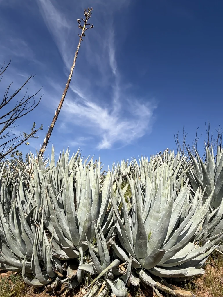 Agave Deserti