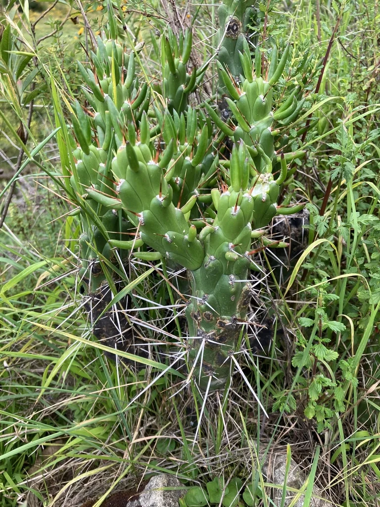 Opuntia Subulata