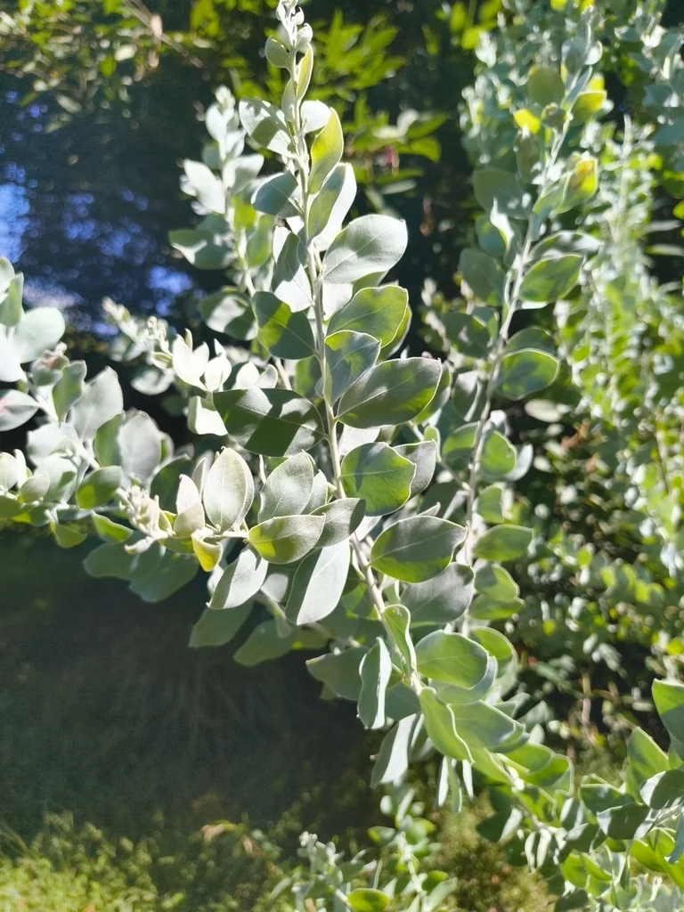 Acacia Podalyriifolia