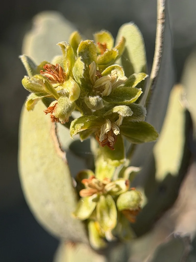 Simmondsia Chinensis
