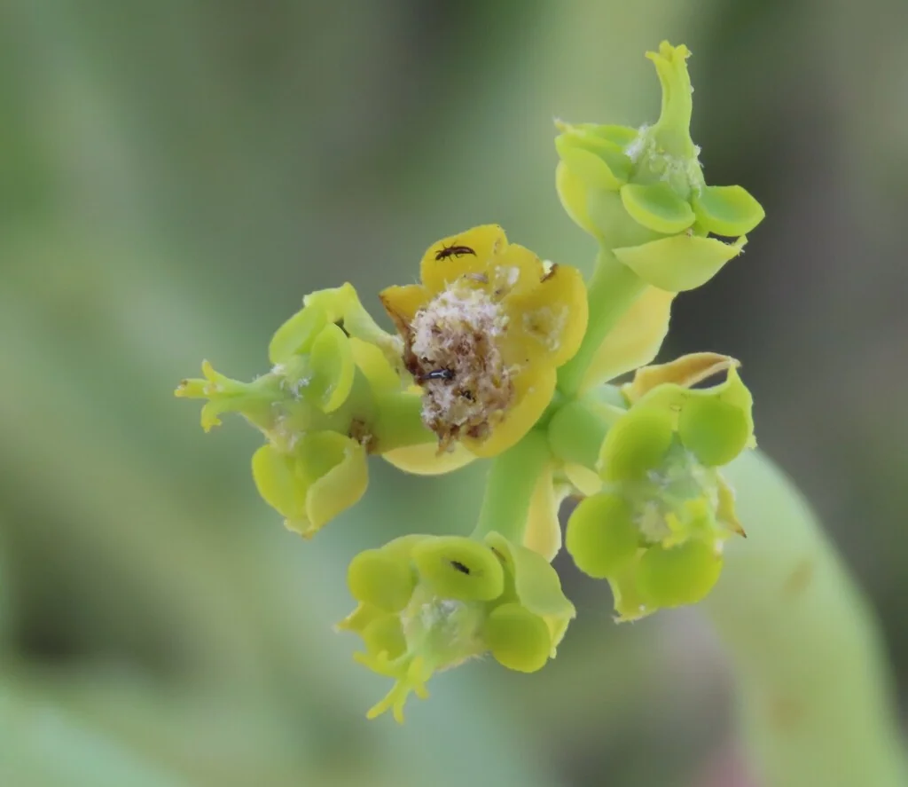 Euphorbia Mauritanica