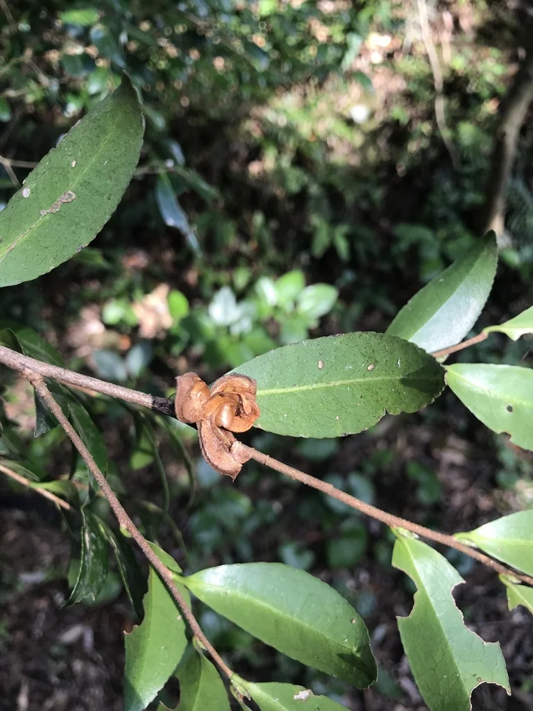 Camellia Sasanqua