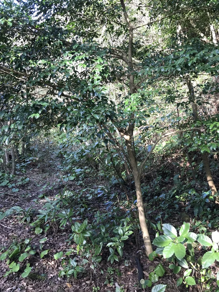 Camellia Sasanqua