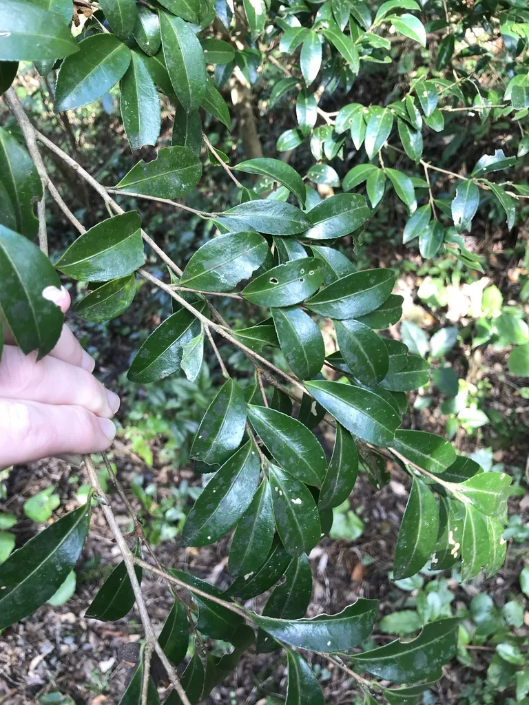 Camellia Sasanqua