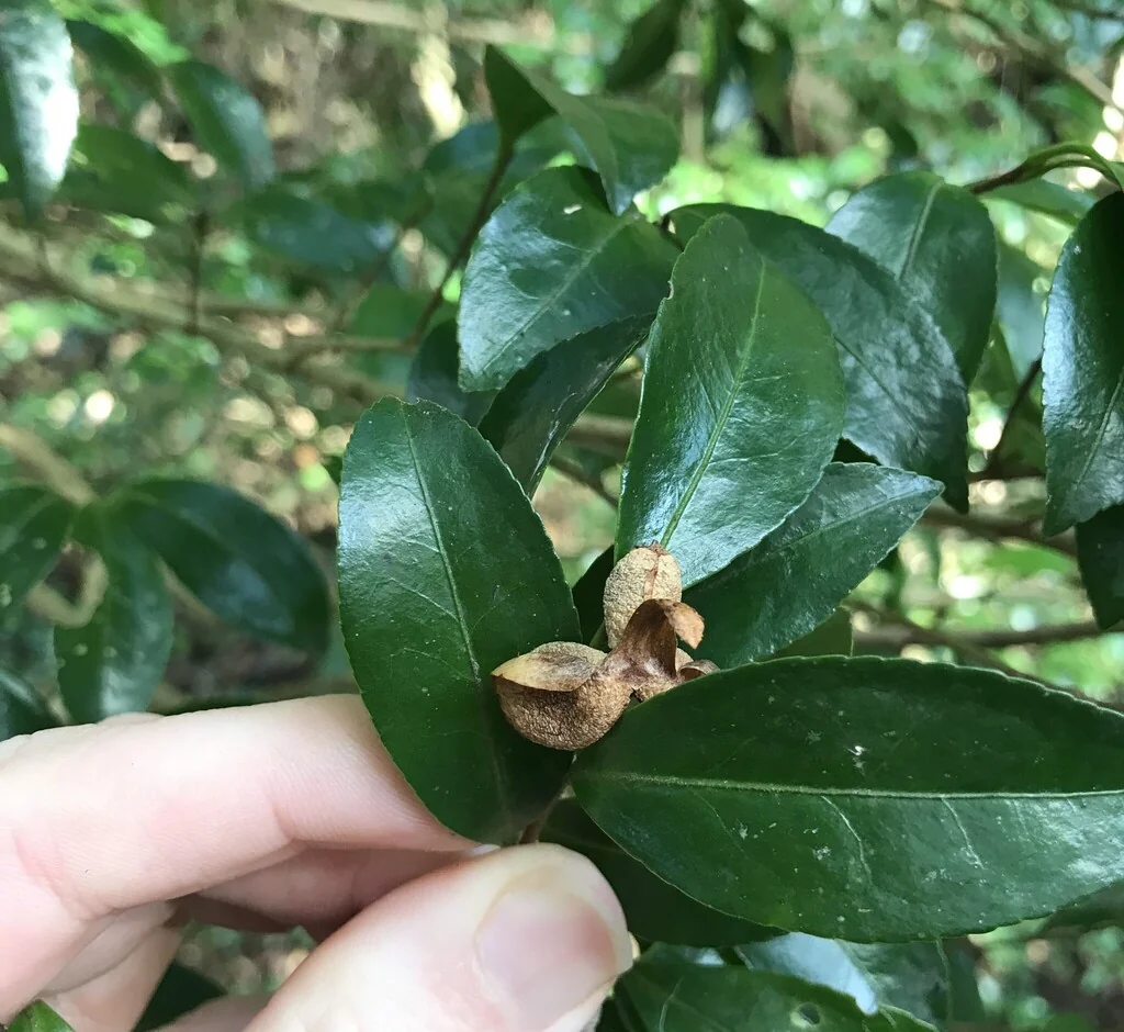 Camellia Sasanqua