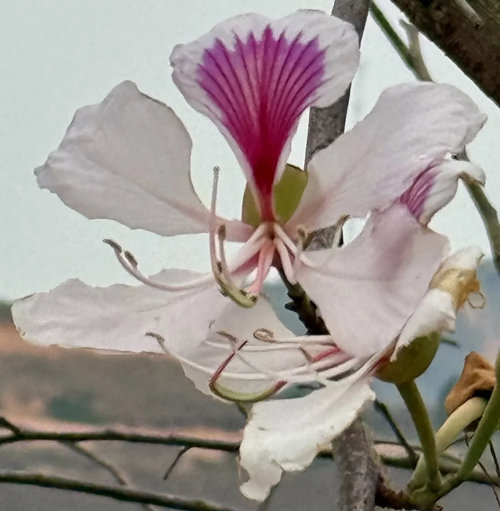 Bauhinia Variegata