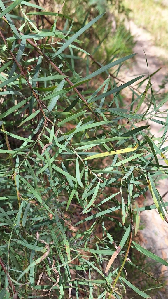 Acacia Iteaphylla
