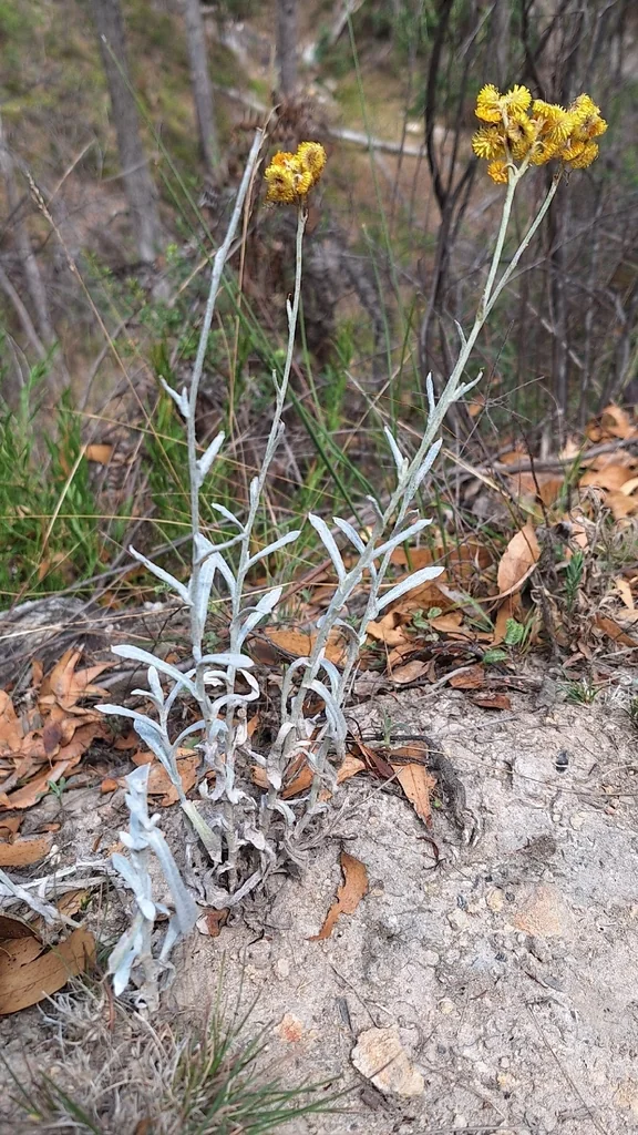 Chrysocephalum apiculatum