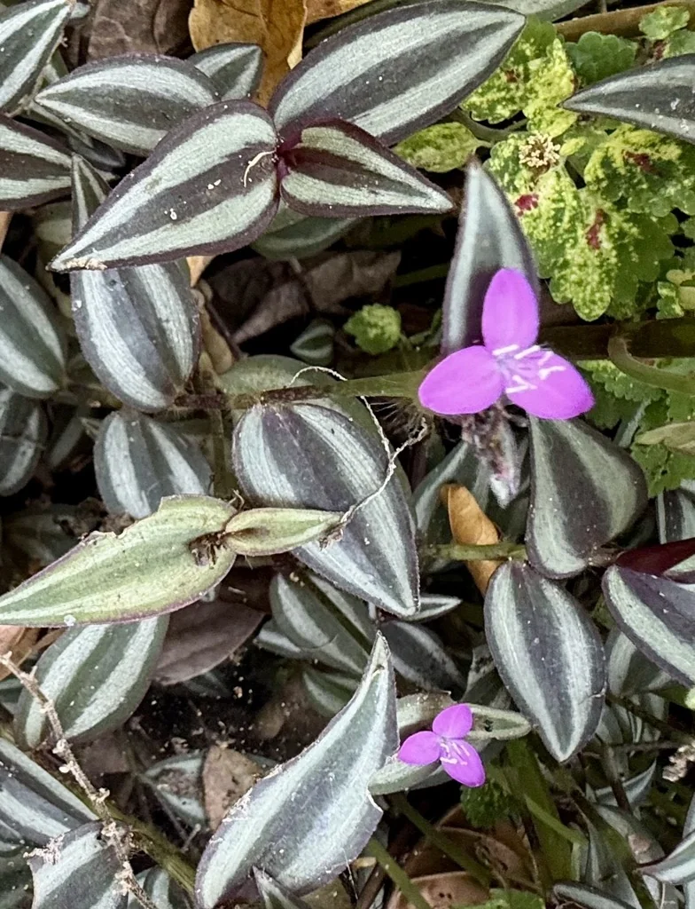 Tradescantia Zebrina