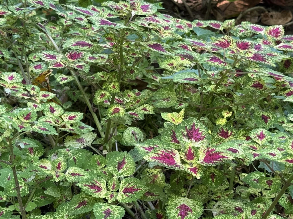 Coleus scutellarioides