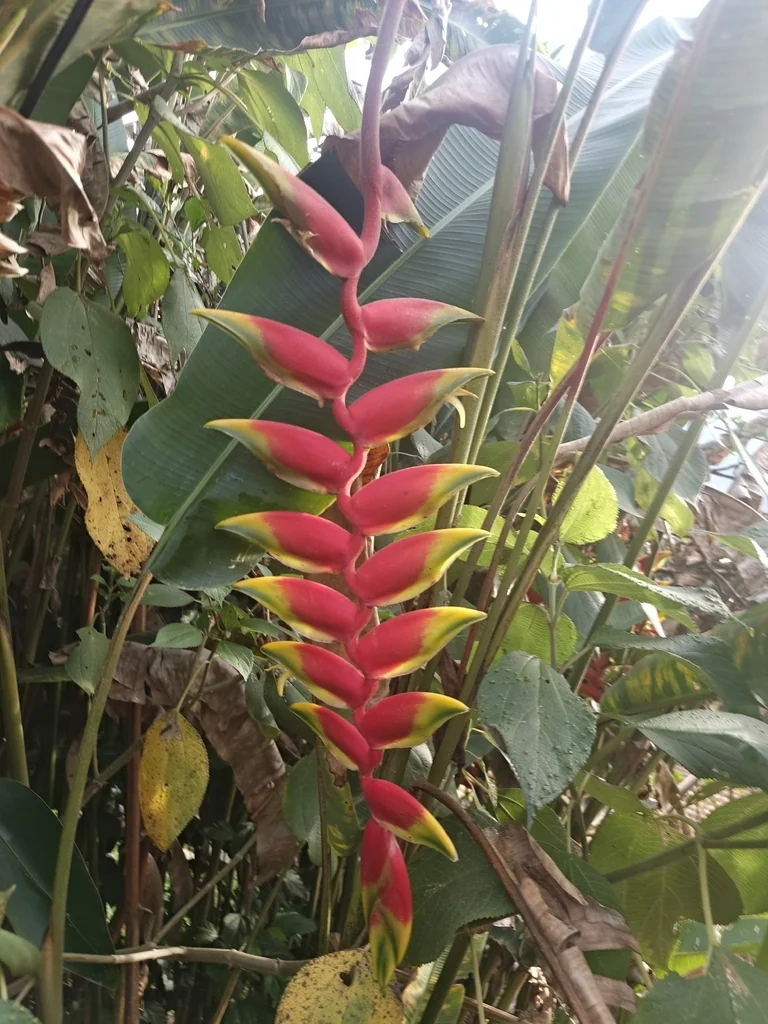 Heliconia Rostrata