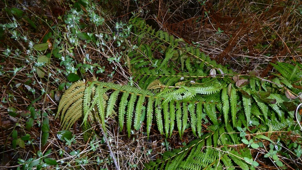 Dryopteris Affinis