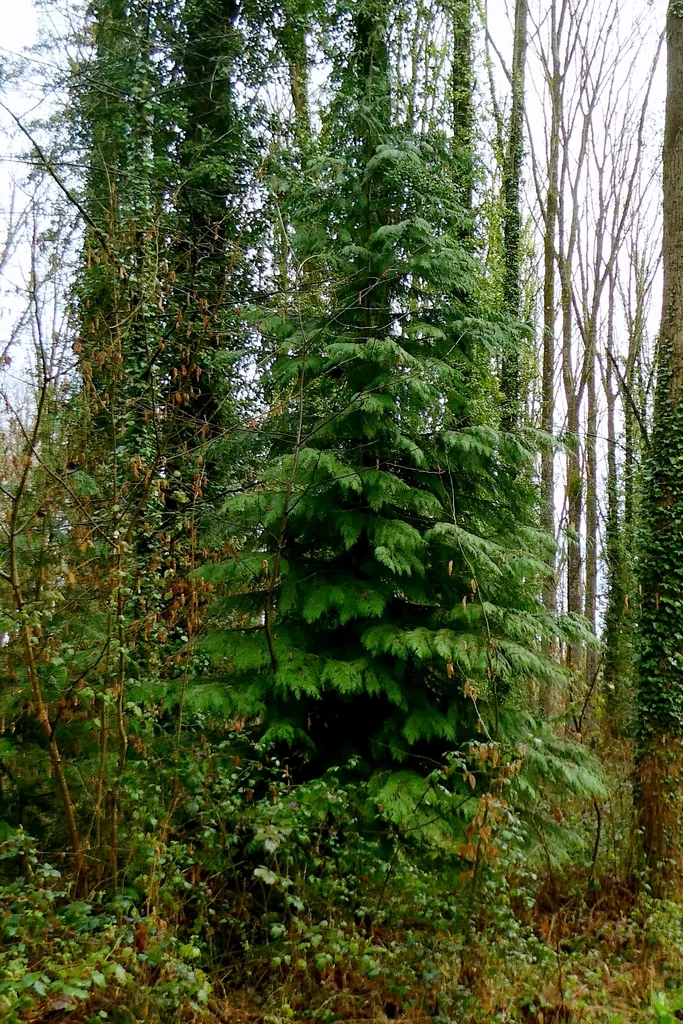 Chamaecyparis lawsoniana