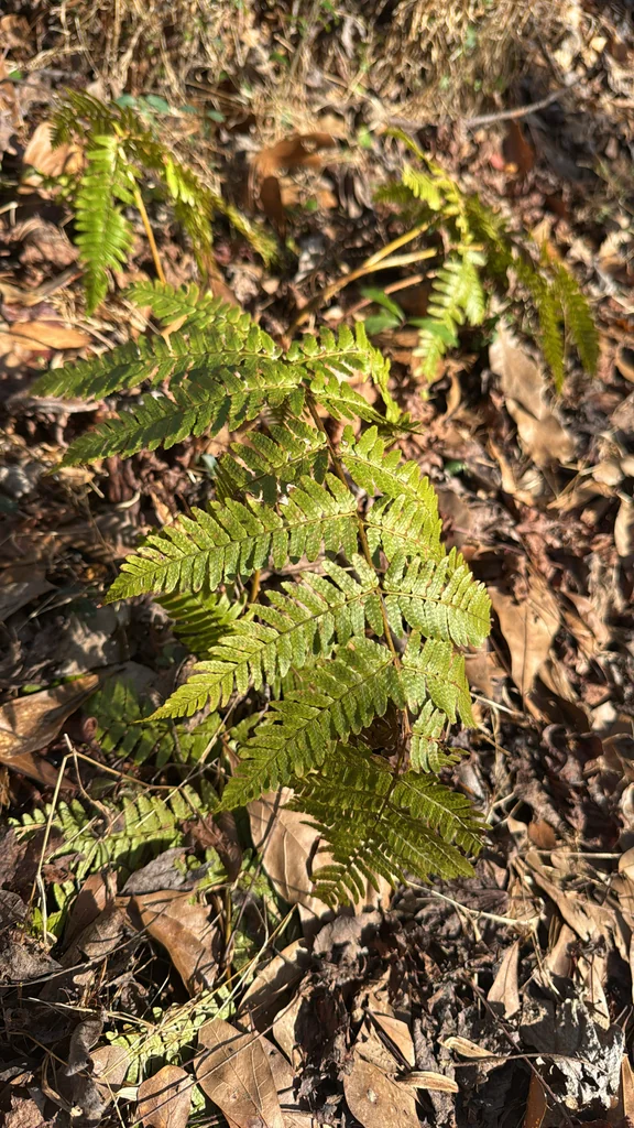 Dryopteris erythrosora