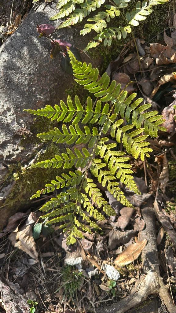 Dryopteris erythrosora