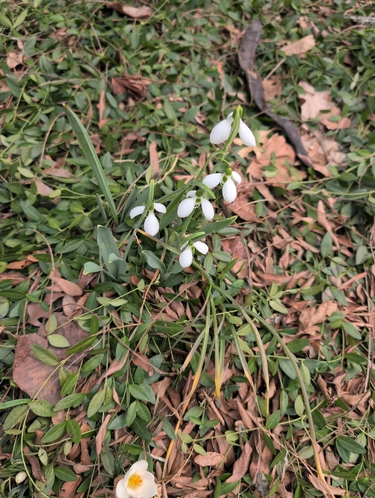 Galanthus Elwesii