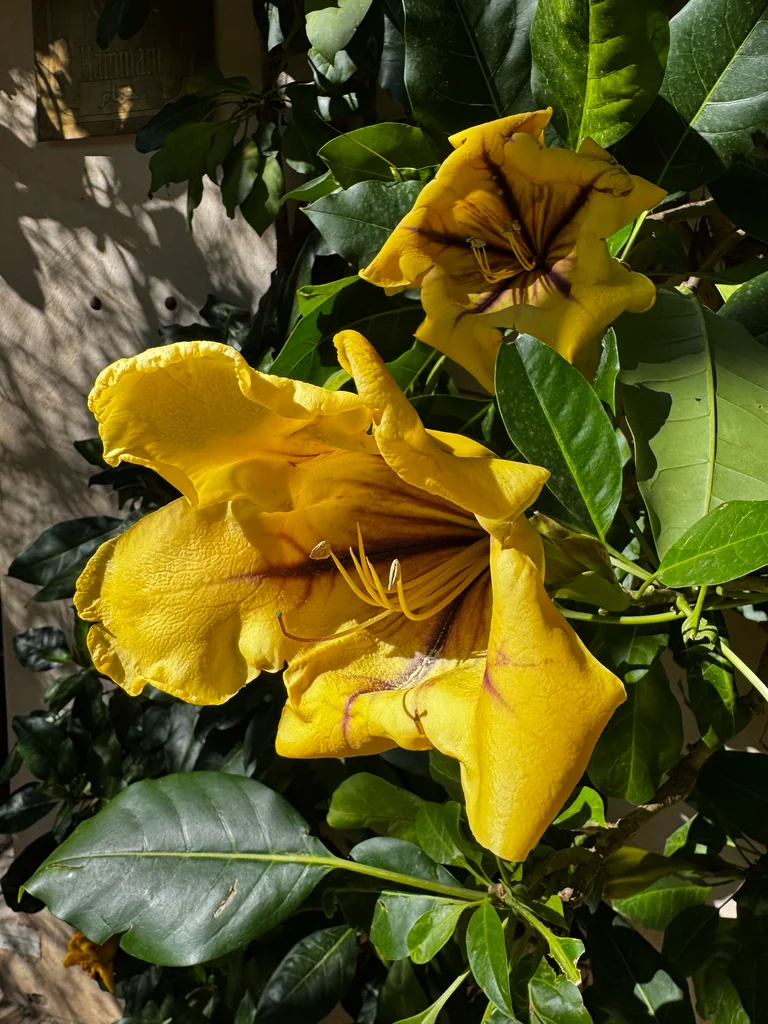 Solandra Maxima