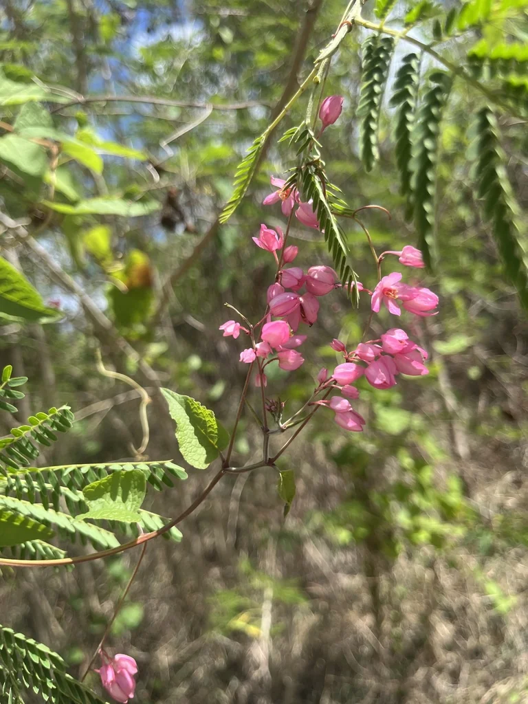 Antigonon Leptopus
