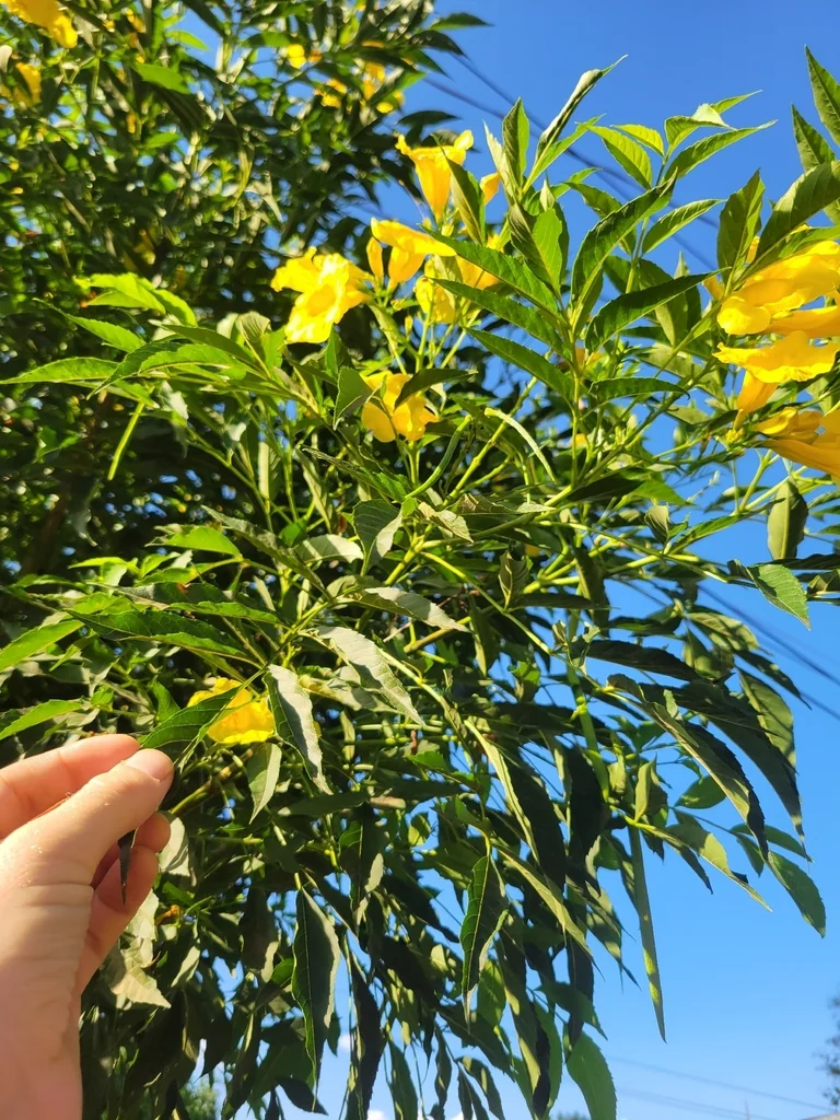 Tecoma Stans