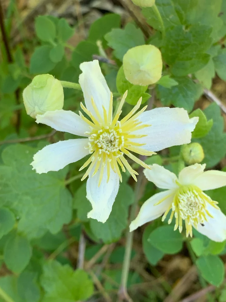 Clematis Lasiantha
