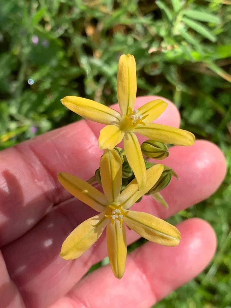 Triteleia Ixioides
