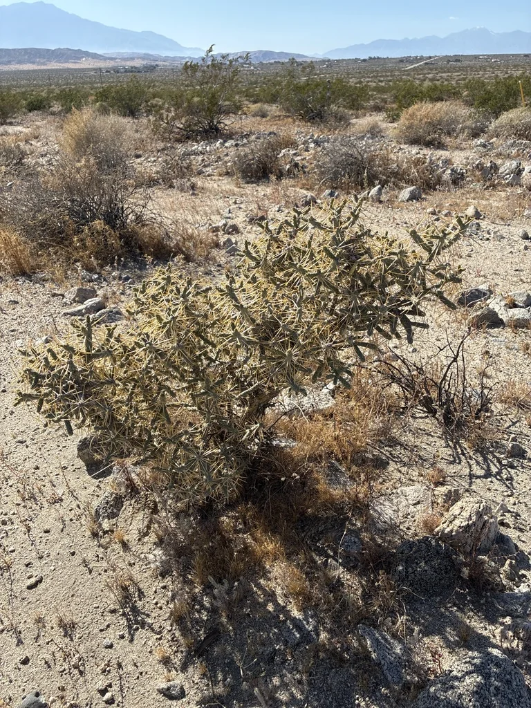 Cylindropuntia Ramosissima