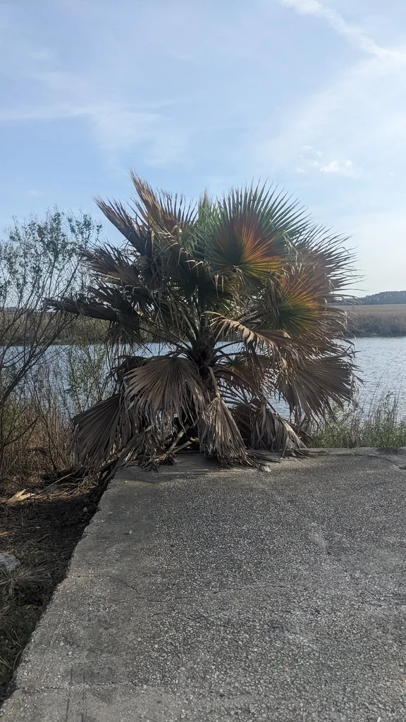 Washingtonia Robusta