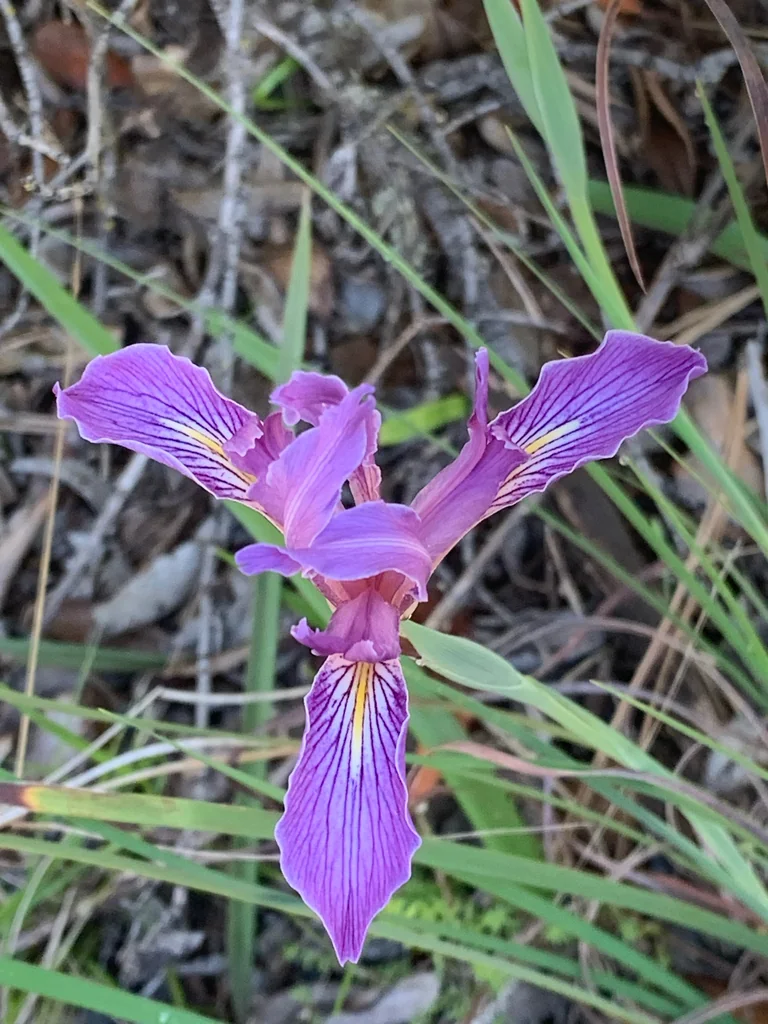 Iris Macrosiphon