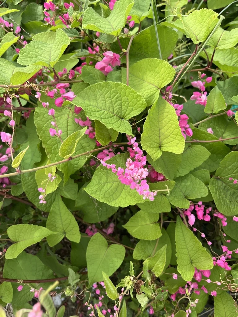 Antigonon Leptopus