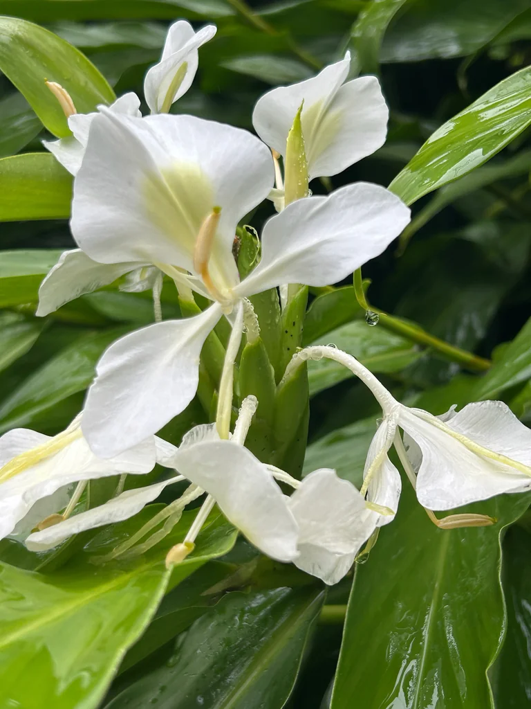 Hedychium Coronarium