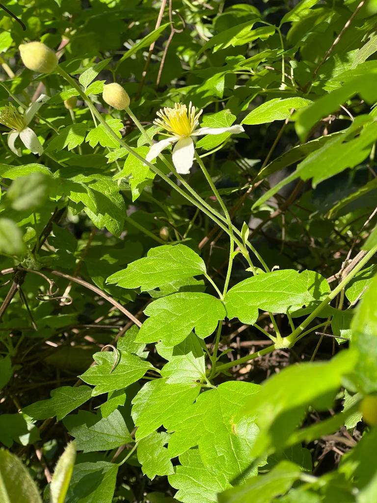 Clematis Lasiantha