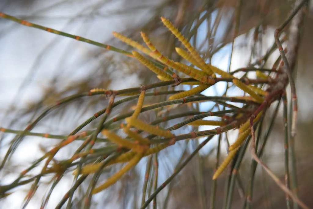 Casuarina stricta