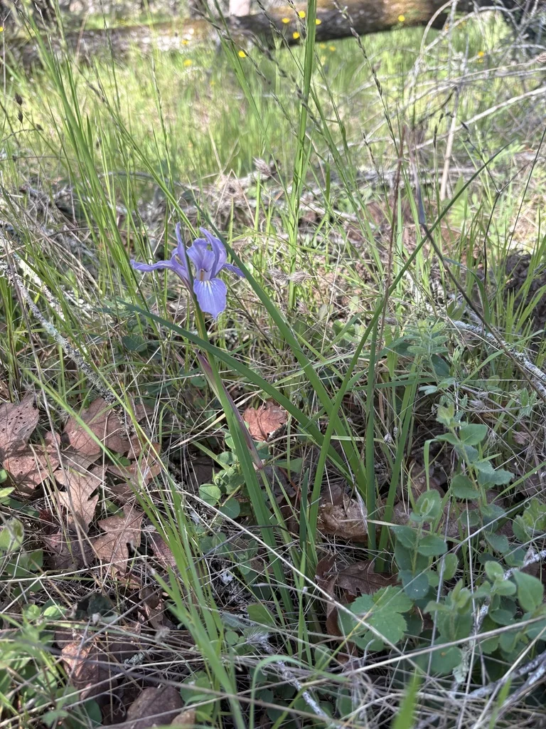 Iris Macrosiphon