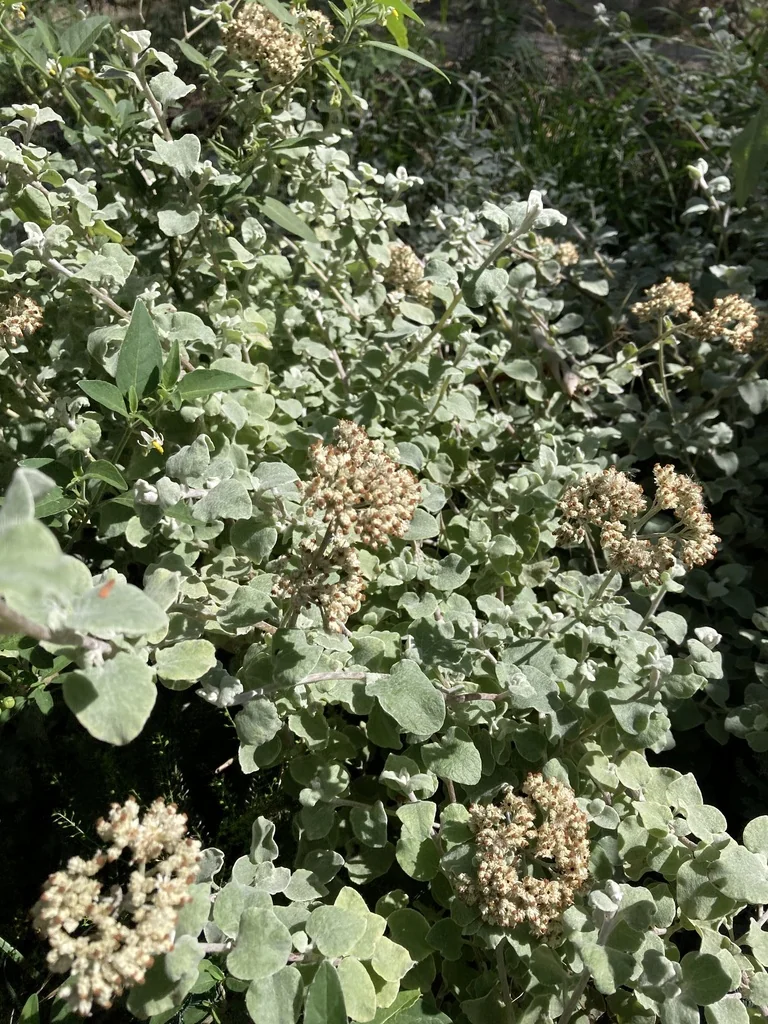 Helichrysum petiolare